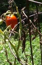 Sickly-looking tomato plant