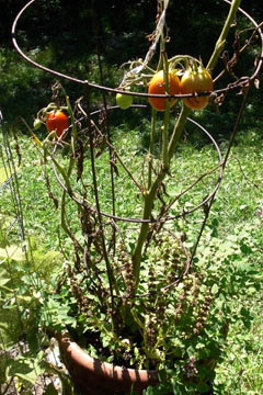 A few tomatoes on vine
