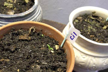 Close-up of cilantro sprouting in flower pot