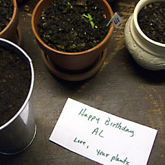 Plants with happy birthday note
