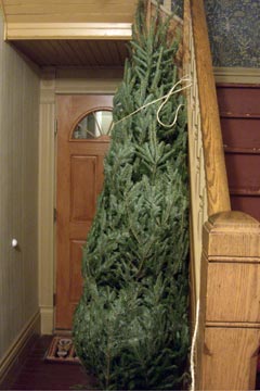 Bundled Christmas tree standing up in hallway next to stairs