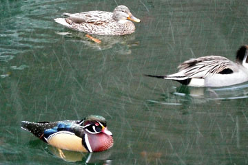 Ducks on pond