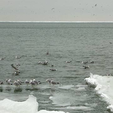 Seagulls on ice shelf in Lake Erie