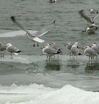 Seagulls on ice, Lake Erie
