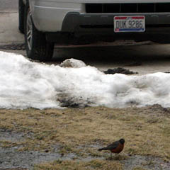 Robin in the grass at Tri-C