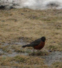 Robin in the grass