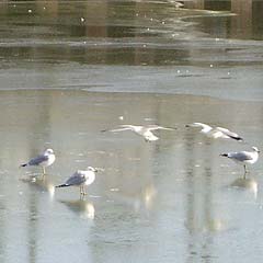 Seagulls on frozen river surface