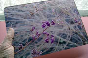 Glass cutting board with image of purple berries