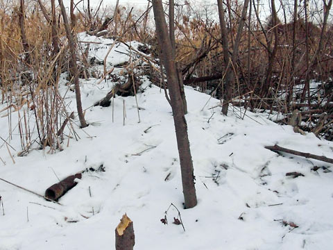 Beaver lodge covered with snow