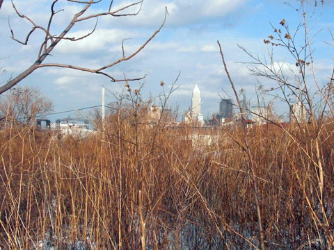 Looking through tangle of reed towards downtown Cleveland