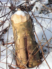 Tree stump with scalloped edges