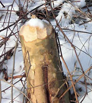 Gnawed tree stump