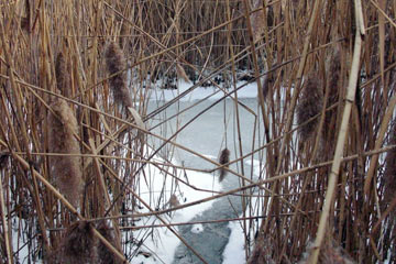 Small pond amidst reeds