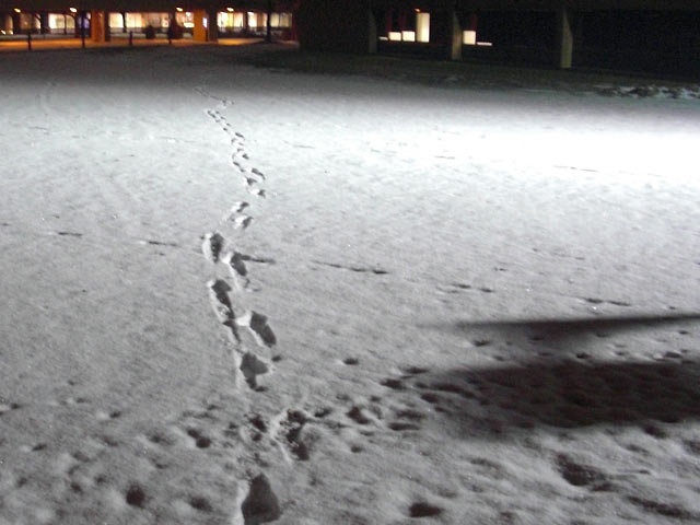 Footprints in snow at night