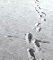 Tracks in snow
