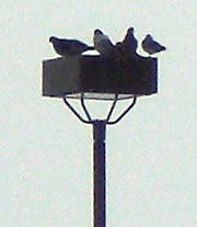 Birds on a light post