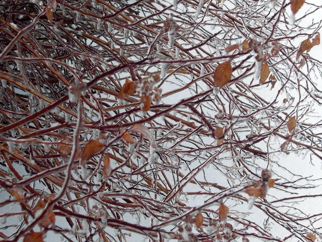 Ice-covered branches