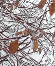 Ice-covered branches