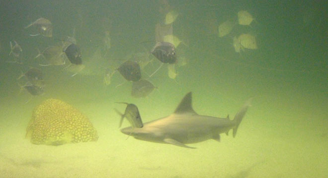 Sharks & fish at aquarium