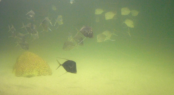 Sharks & fish at aquarium