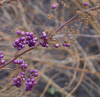Close-up of beautyberry branch at Cleveland Botanical Garden