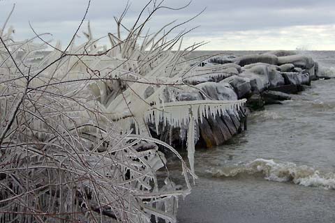 Icy bushes on the beach at Edgewater