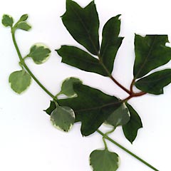 Houseplant leaves
