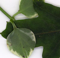 Leaves of houseplants