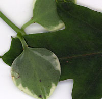 Leaves of houseplants