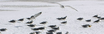 Gulls in the snow at Edgewater Park