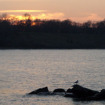 Sunset over water, gull on rock