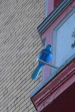 Edgewater Hill bluebird art piece