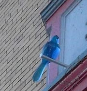 Edgewater Hill Blue Bird on building