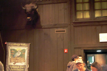Buffalo head on wall at Happy Days Lodge