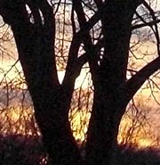 Silhouette of tree against sunset