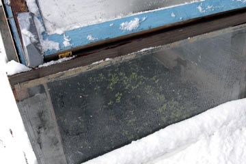 Looking inside cold frame at lettuce