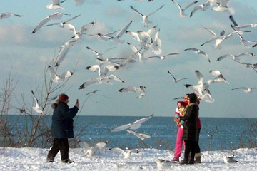 Gulls flying around women
