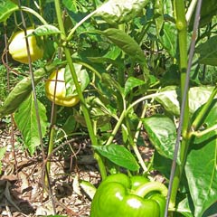 Close-up of pepper plants with green and yellow peppers