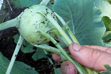 Kohlrabi