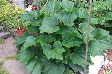 Zuccini bush in garden