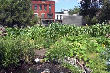 Looking toward Lorain Ave. from the farm