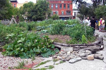 Plants, rocks, garden