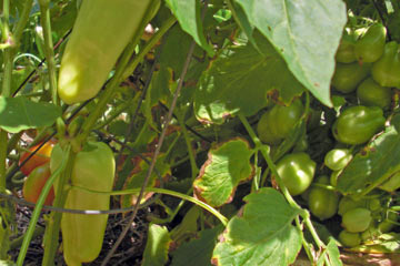 Tomatoes and peppers