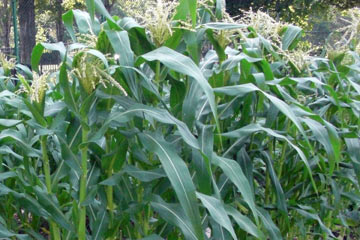 Corn growing in garden
