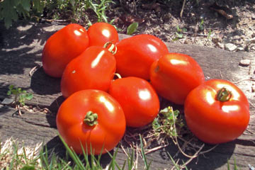 Just-picked tomatoes