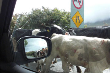 Herd of cows passing our car