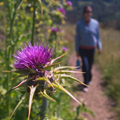 Flower and person walking