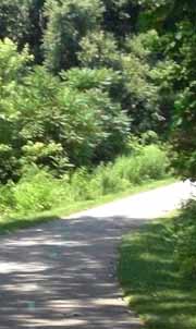 Trees and shady path