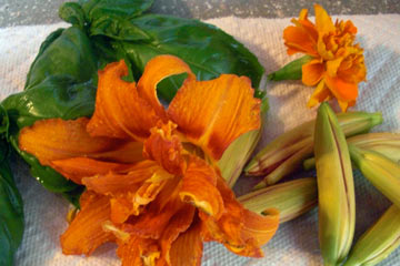 Daylily flower and buds