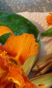 Daylily flower and buds